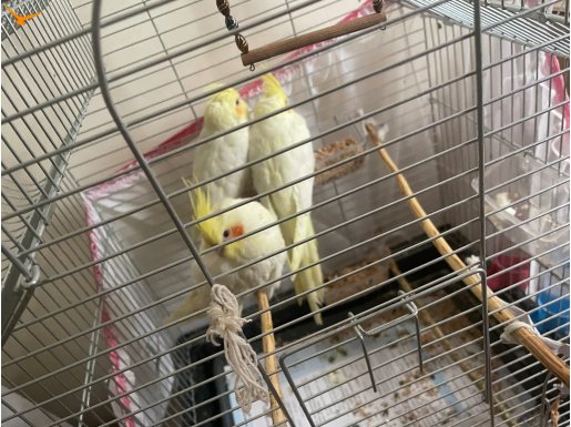 Ankara sincan elden verilcek yavru papağan