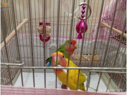Çift sevda papağanlarımız 