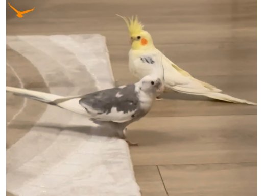 Eşli sultan papağanları