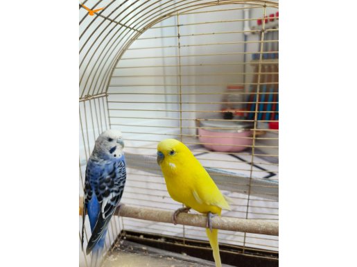 2 yaşında çift her 2 3 ayda bı yumurtlar 