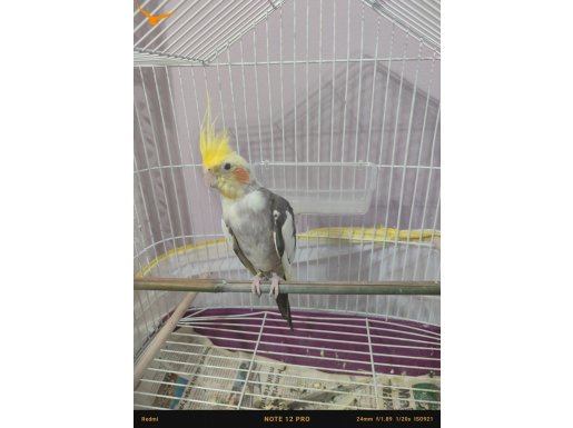 Sultan papağınımıza aile aranıyor