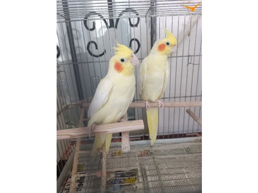 Tecrubeli takım lotino