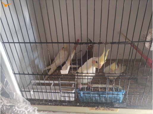 Çiftler,yavrular, gencler