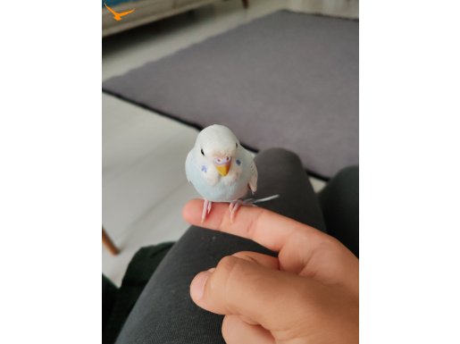 Yavru muhabbet kuşuları