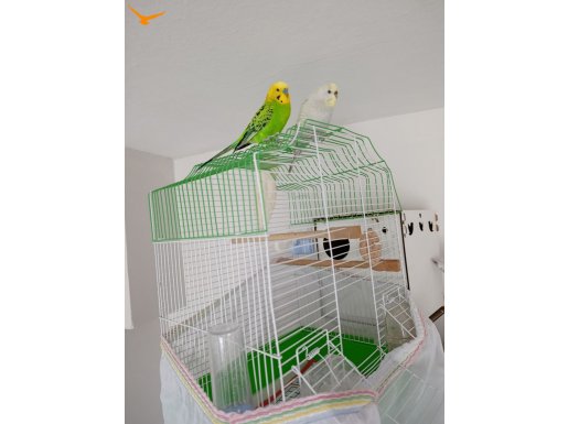 Renkleri güzel bir çift muhabbet kuşu 