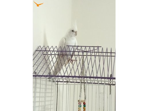 Beyaz Albino Sultan papağanı