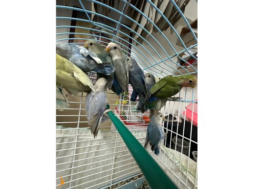 Yavru ve yetişkin özel renk kuşlar