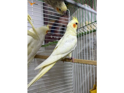 A kalite iri yavru yetişkin mevcut 