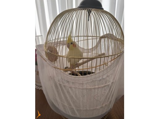 Sevimli sultan papağanı