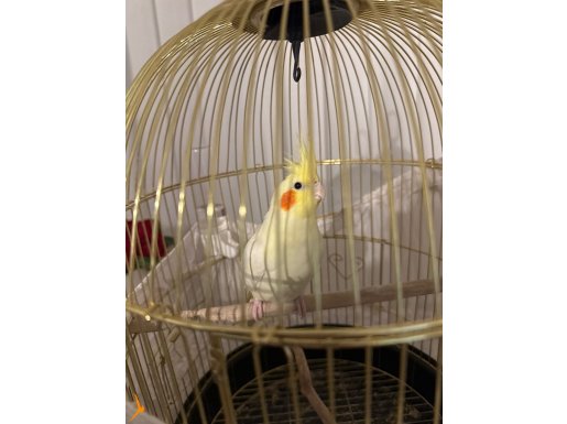 Sevimli sultan papağanı