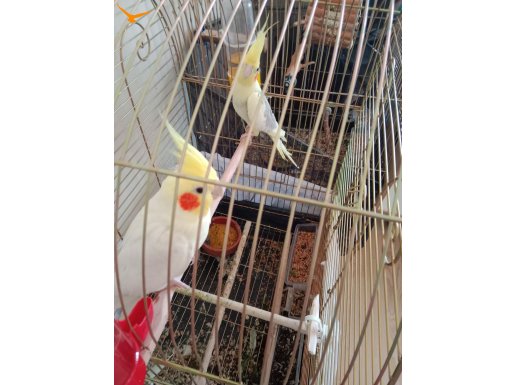 Yumurtalı Çift sultanlar 