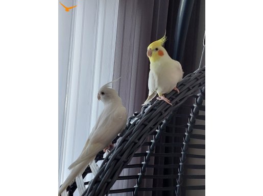 sadun ( erkek )4 ve fulya ( dişi )3