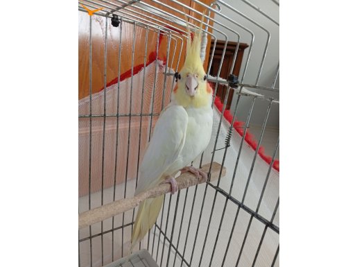 Safkan albino papağan