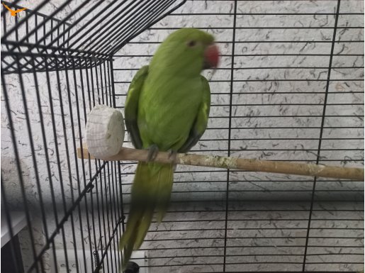 Yavru pakistan papağanım 