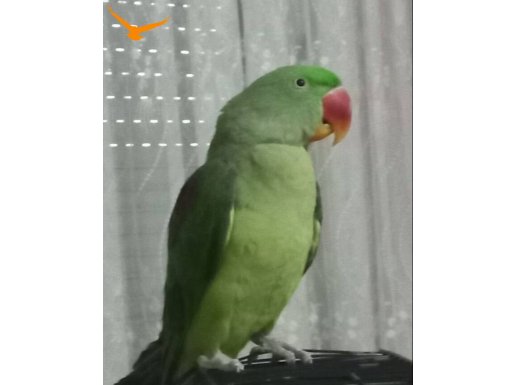 Yavru alaxander papağanım sağlıklı eğitime açık 