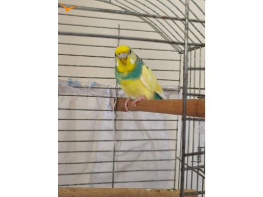 Damızlık Dişi Muhabbet Kuşu 