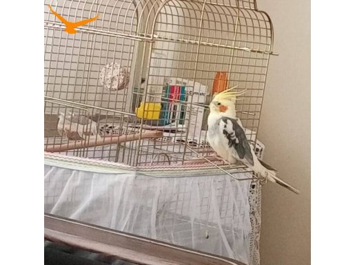 Sağlıklı erkek sultan papağanı