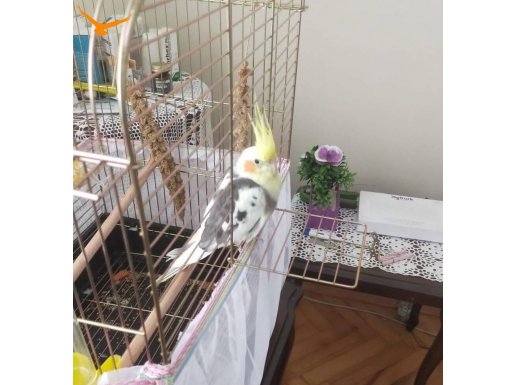 Erkek sultan papagani