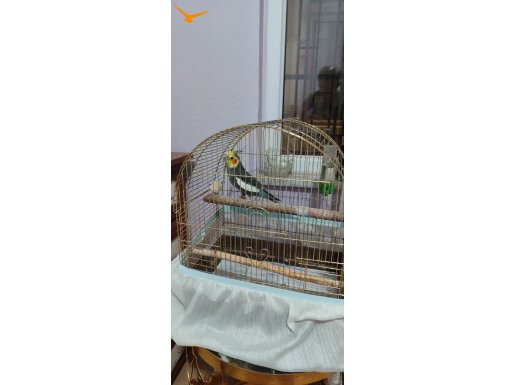 Sağlıklı ele gelen ısırmayan hareketli kuşlarım satilik