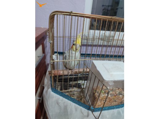 Sağlıklı Sultan papağanı 