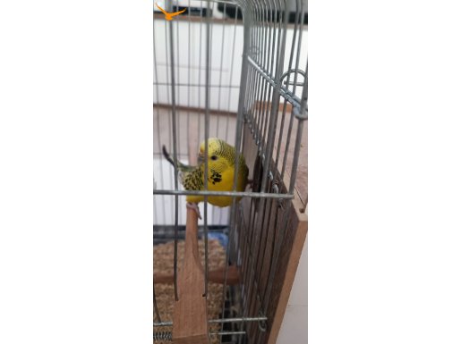 Damızlık Muhabbet Kuşu