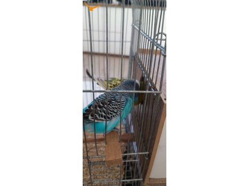 Damızlık Muhabbet Kuşu