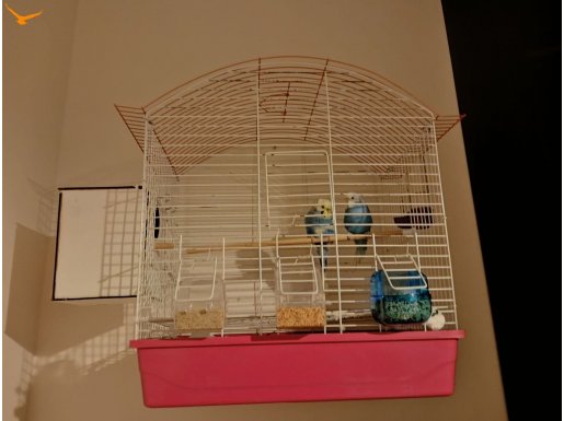2 kuş kafesiyle 7 aylık kuş