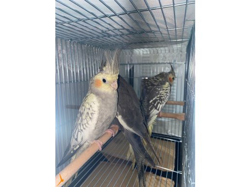 2 AYLIK SULTANLAR İSTANBUL İÇİ KAFES VB MALZEMELER VARDIR