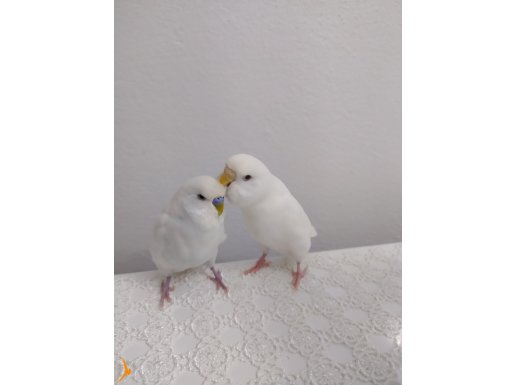 Eş evcil Muhabbet kuşları