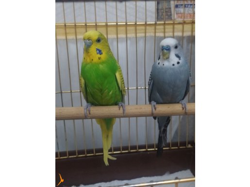 Çift Muhabbet kuşu 