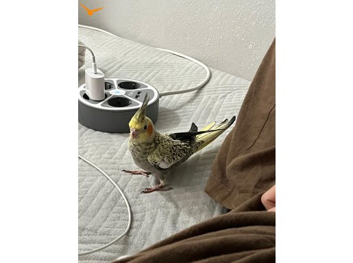 Evcil sultan papağanı