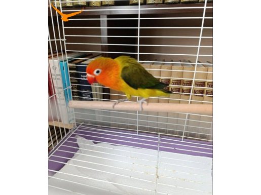 Çift Cennet papağanları