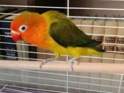 Çift Cennet papağanları