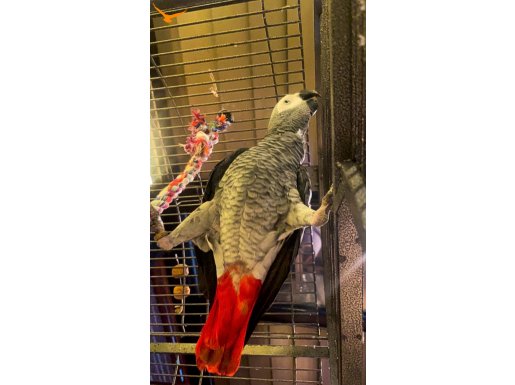 Sahibinden 1bucuk2yasında kafesle birlikte akıllı JAKO