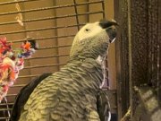 Sahibinden 1bucuk2yasında kafesle birlikte akıllı JAKO