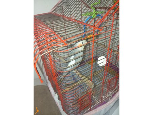 Konuşan sultan paganı