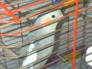 Konuşan sultan paganı