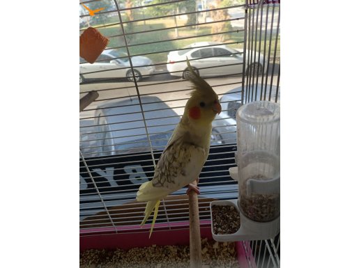 Dişi erkek sultan papağanı 