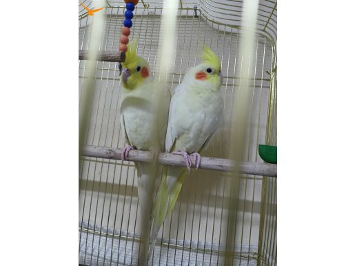 Sağlıklı güzel kuşlar 