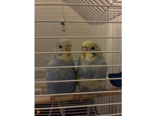 Çift Muhabbet kusu kafes + Yem + oyuncuklara birlikte !