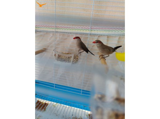 Minik Afrika İspinozları