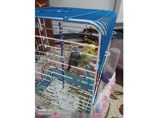 Satılık muhabbet kuşu 