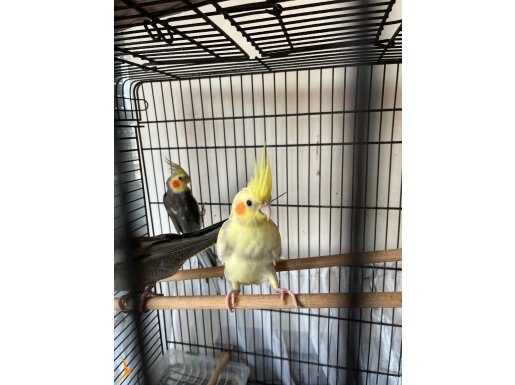 Bebek Sultan Papağanları