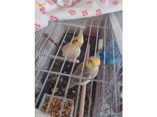 2 adalet sultan papağanı 