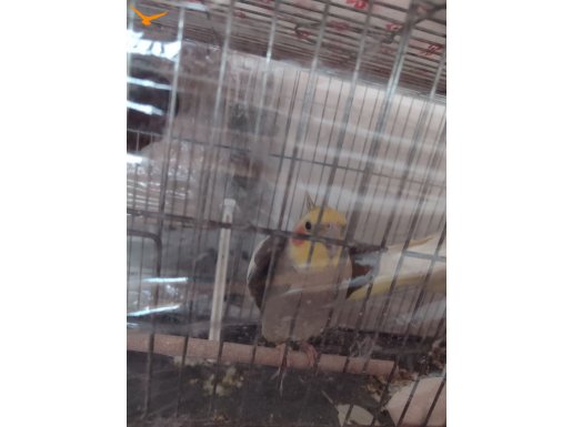 Çift Sultan papağanı 