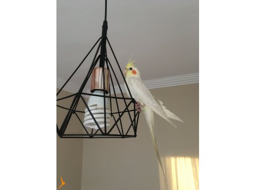 7 aylık 10 kelime falan konuşuyor