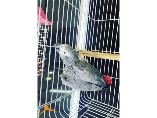 KONUSAN JAKO PAPAGANIMIZ 