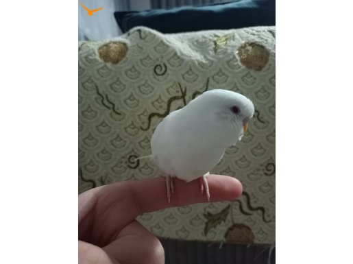 Yavru albino lutino muhabbet kuşları 