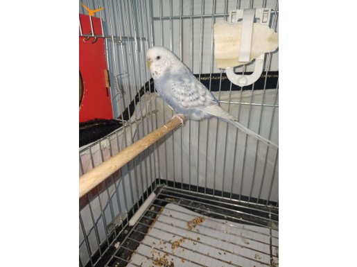 Damızlık spangle dışı muhabbet kuşu 