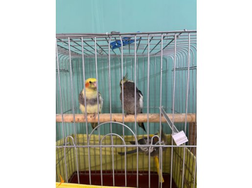 40 günlük yavrular yeme düştüler 